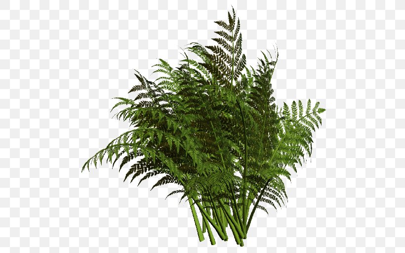 Hoya Carnosa Ostrich Fern Vascular Plant, PNG, 512x512px, Hoya Carnosa, Branch, Equisetum, Evergreen, Fern Download Free