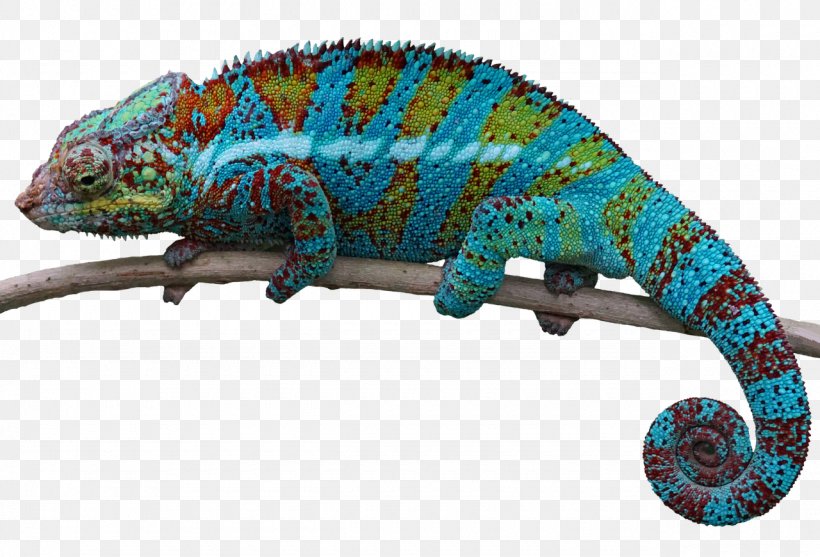 Image Editing, PNG, 1280x871px, Image Editing, Chameleon, Clipping Path, Fauna, Iguania Download Free