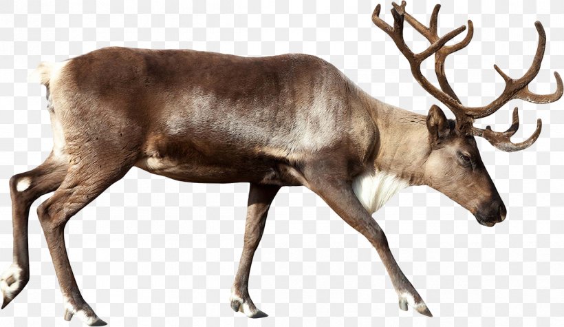 Reindeer Rudolph Santa Claus Moose, PNG, 1199x695px, Reindeer, Antler, Art, Deer, Elk Download Free