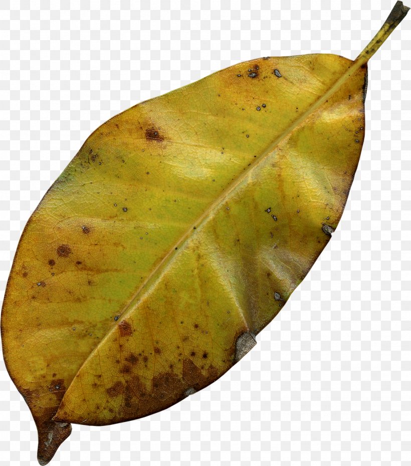Autumn Leaf Color Autumn Leaf Color Image, PNG, 1128x1280px, Autumn, Autumn Leaf Color, Food, Fruit, Leaf Download Free