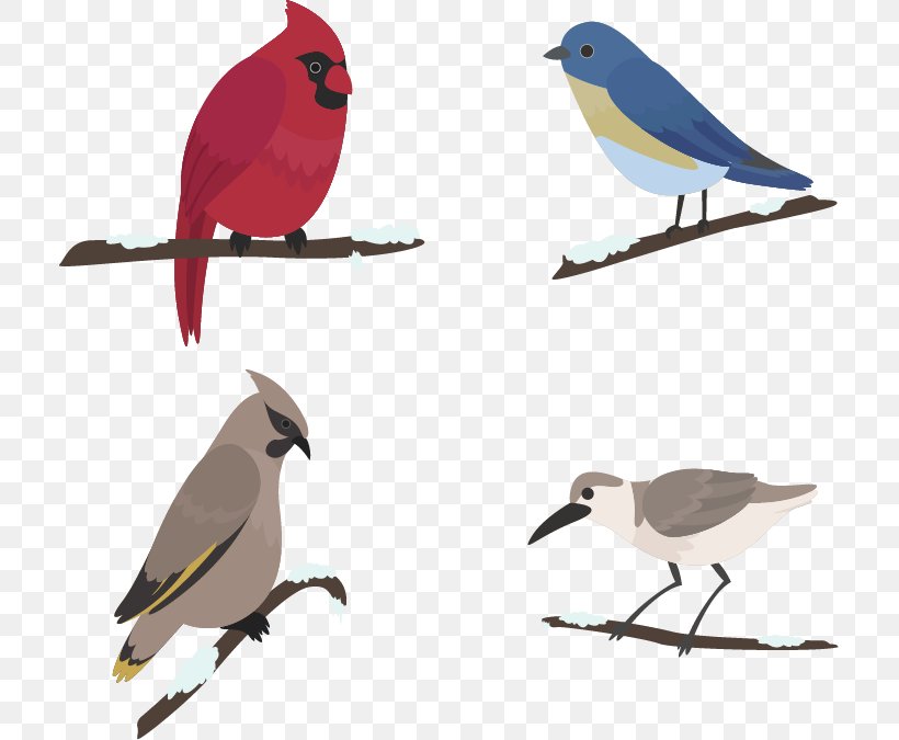 Bird Euclidean Vector Snow, PNG, 711x675px, Bird, Beak, Coreldraw, Fauna, Feather Download Free