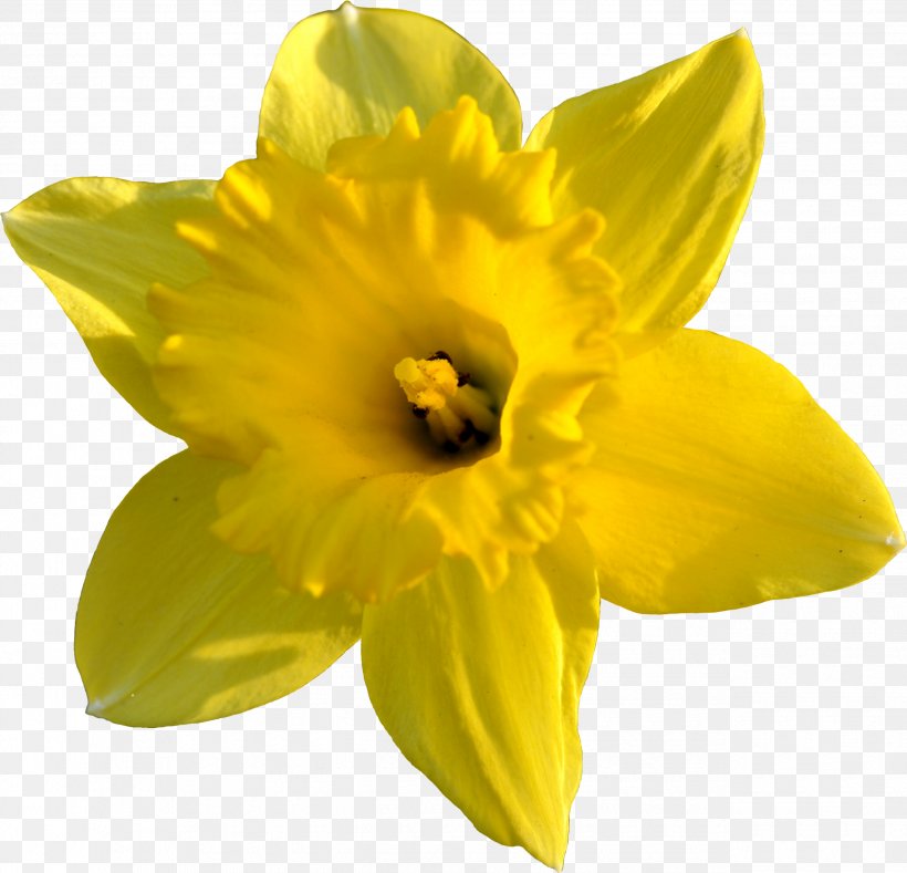 Daffodil Clip Art, PNG, 2545x2451px, Daffodil, Amaryllis Family, Blog, Bulb, Drawing Download Free