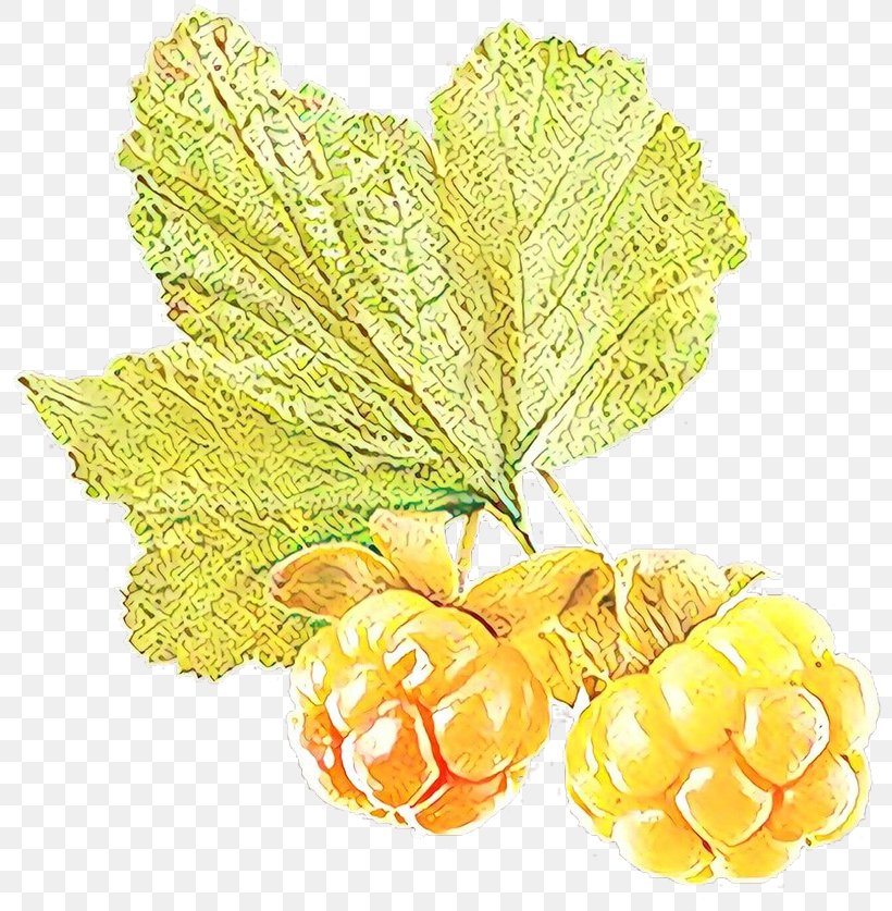 Flower Leaves, PNG, 800x837px, Grape, Berry, Cloudberry, Common Grape Vine, Flower Download Free