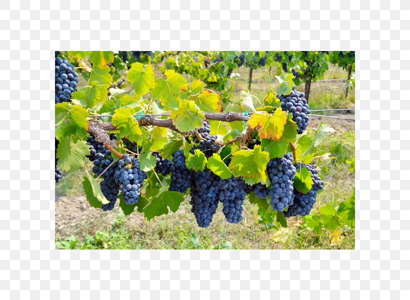 Grape Cox Vineyard Seedless Fruit Ukiah, PNG, 600x600px, Grape, Agriculture, Bilberry, Common Grape Vine, Flowering Plant Download Free