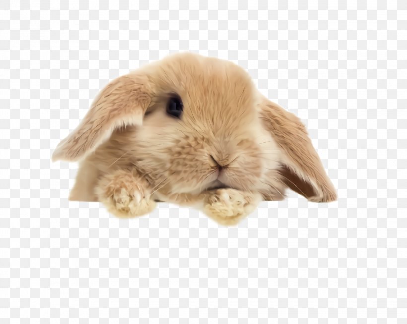 Rabbit Domestic Rabbit Rabbits And Hares Beige Brown, PNG, 2240x1784px, Rabbit, Animal Figure, Beige, Brown, Domestic Rabbit Download Free