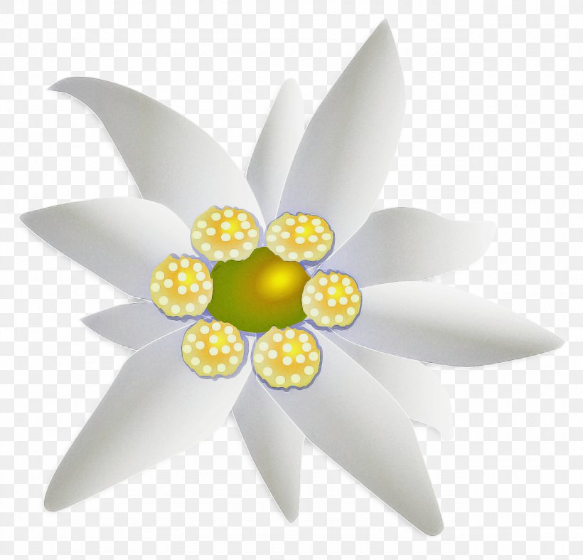 White Lily Flower, PNG, 1280x1230px, Yellow, Aquatic Plant, Automotive Wheel System, Flower, Lotus Family Download Free