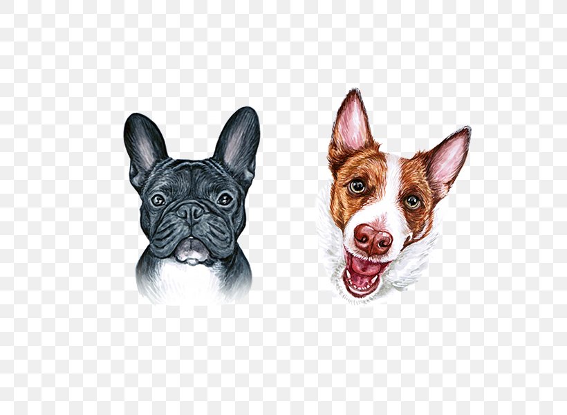 Boston Terrier French Bulldog Dog Breed, PNG, 600x600px, Boston Terrier, Animal, Bulldog, Carnivoran, Cuteness Download Free