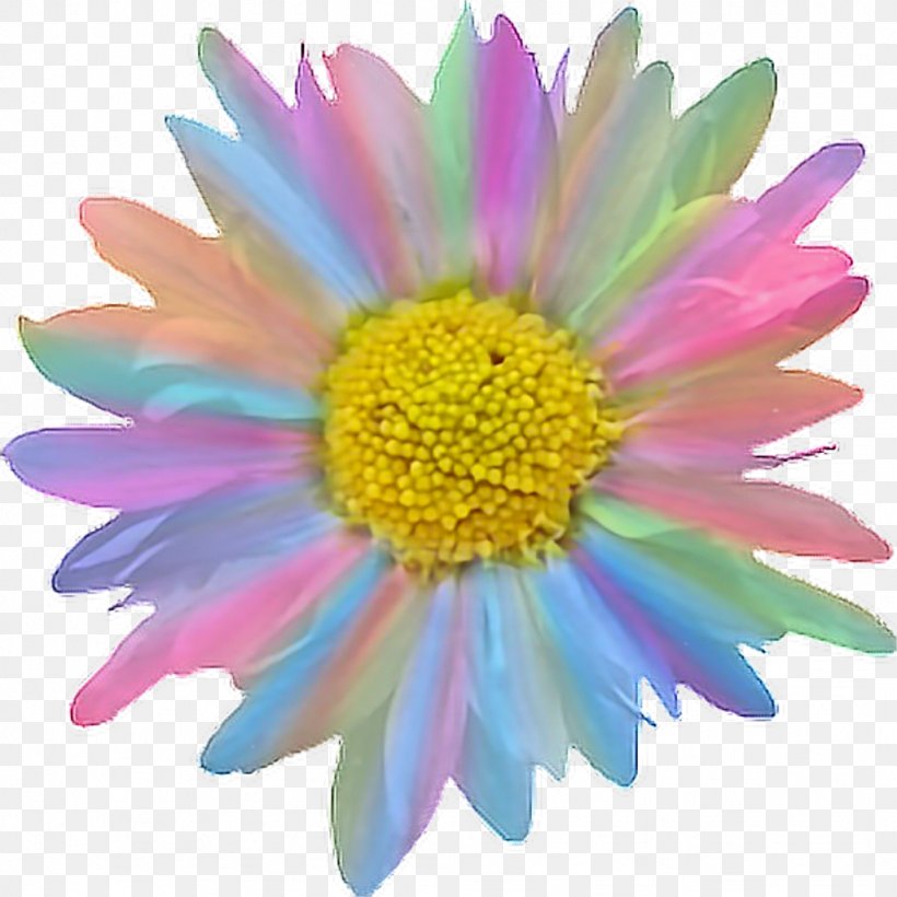 Flower Color Light Rainbow Petal, PNG, 1024x1024px, Flower, Aster, Chrysanthemum, Chrysanths, Clothing Download Free