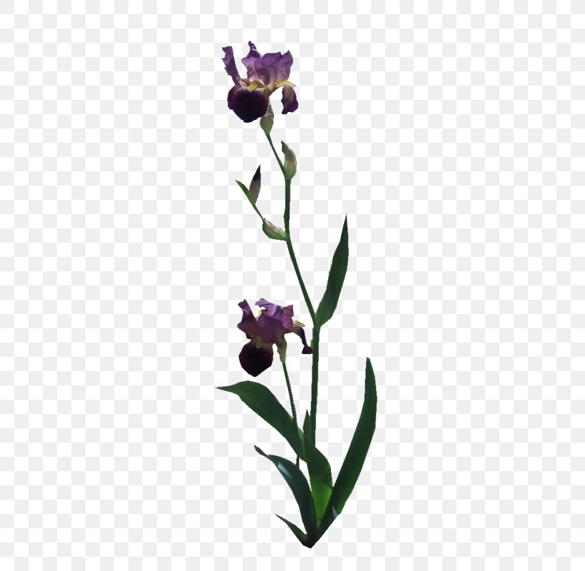 Herbaceous Plant Plant Stem Plants, PNG, 600x800px, Herbaceous Plant, Flower, Flowering Plant, Iris, Iris Family Download Free
