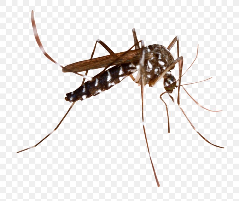 Insect Mosquito-borne Disease Clip Art Image, PNG, 1024x860px, Insect, Anopheles Gambiae, Ant, Arthropod, Fly Download Free