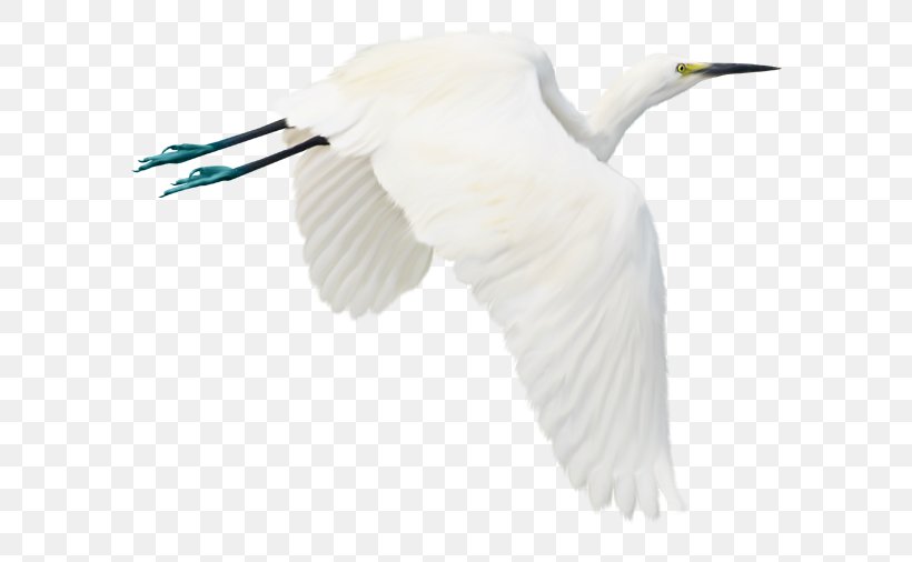 Bird Flight Egret Photography, PNG, 600x506px, Bird, Albom, Ardea, Beak, Ducks Geese And Swans Download Free