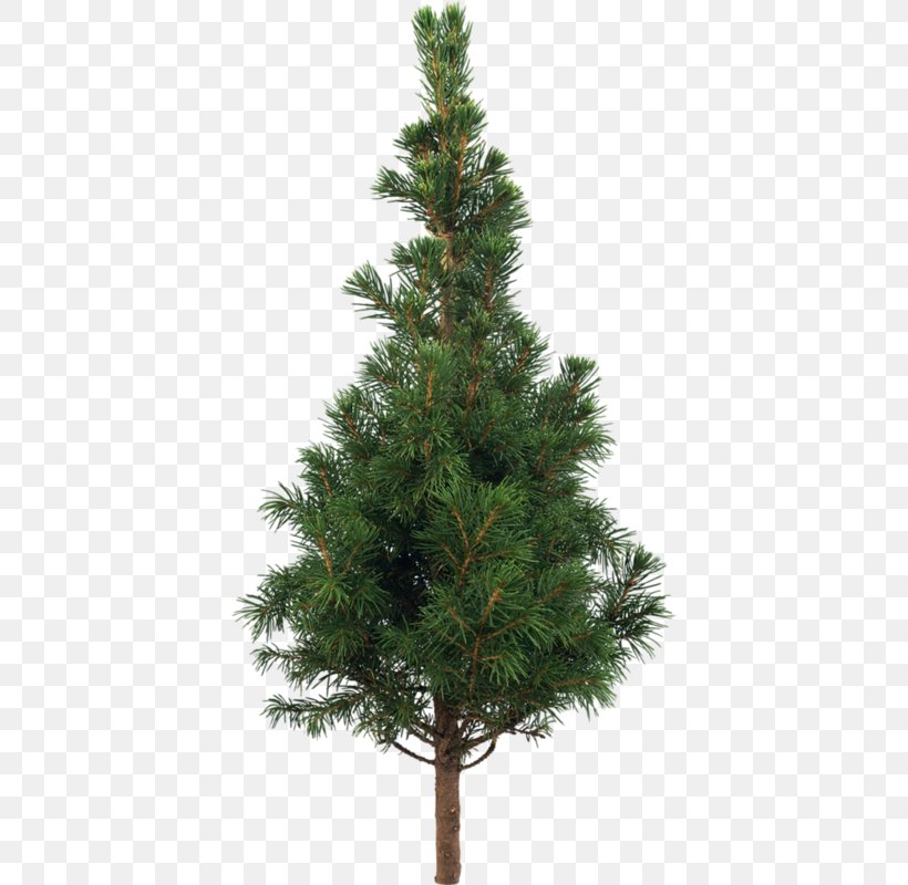Tree Stone Pine Scots Pine Plant, PNG, 402x800px, Tree, Biome, Branch, Christmas Decoration, Christmas Ornament Download Free