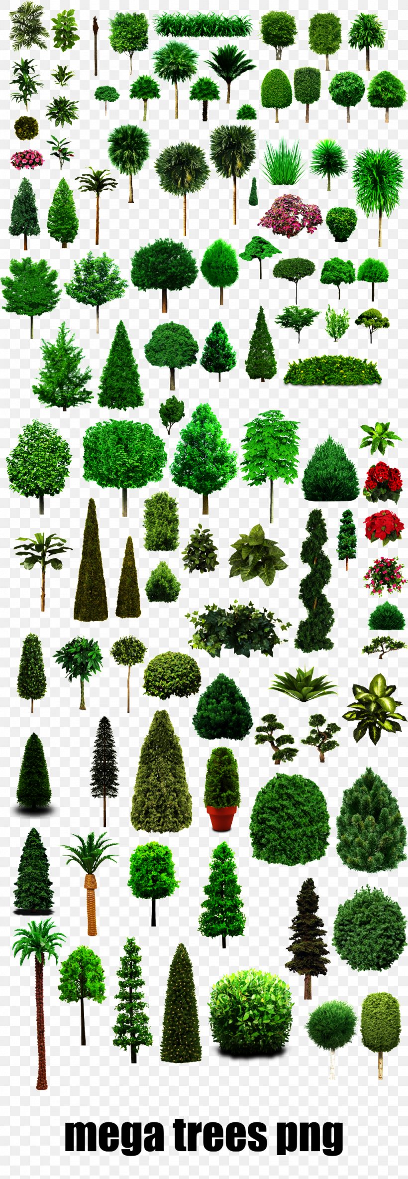 Tree Image Plants Adobe Photoshop, PNG, 1024x2956px, Tree, American Larch, Canadian Fir, Colorado Spruce, Conifer Download Free