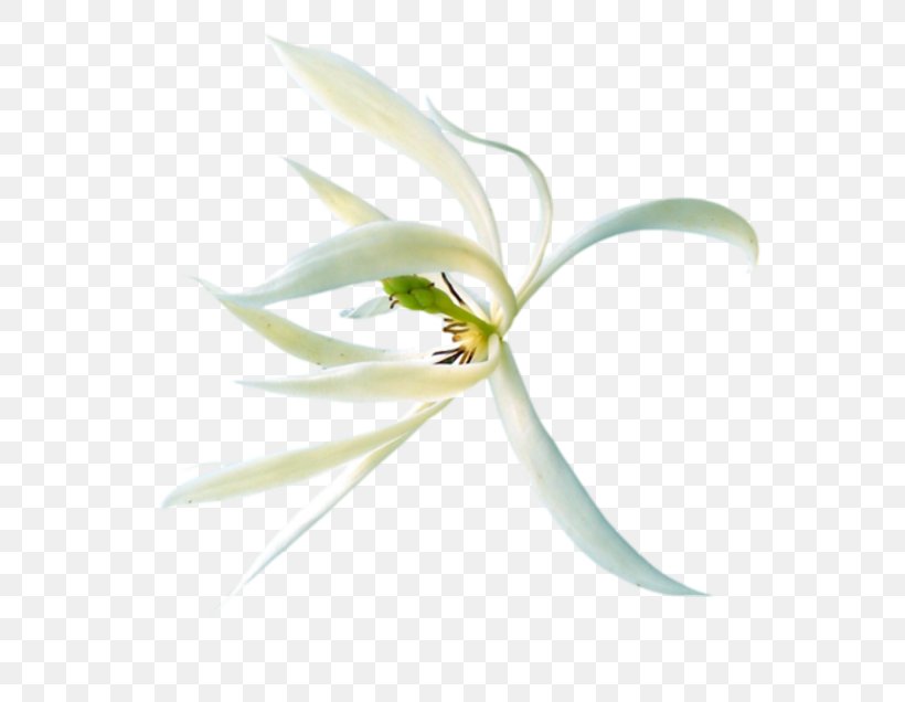 Flower Petal, PNG, 614x636px, Flower, Blume, Flora, Flowering Plant, Leaf Download Free