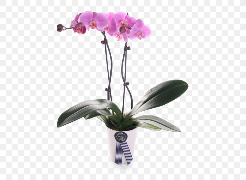 Moth Orchids Cattleya Orchids Plant Stem Cut Flowers, PNG, 465x600px, Moth Orchids, Artificial Flower, Cattleya, Cattleya Orchids, Color Download Free