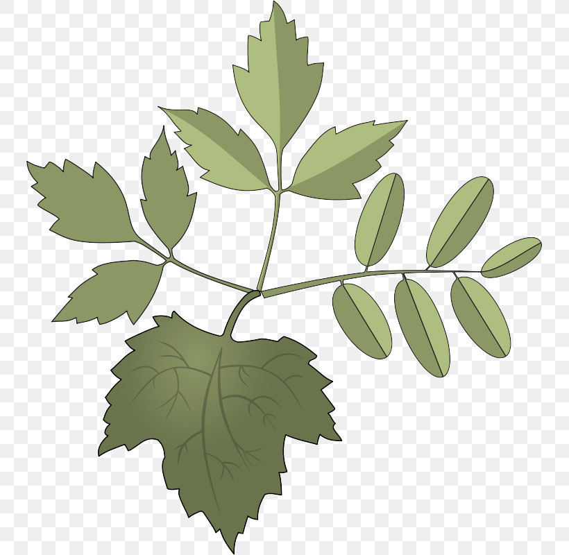 Plane, PNG, 743x800px, Leaf, Branch, Flower, Holly, Oak Download Free