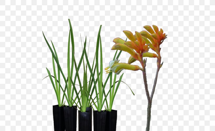 Tall Kangaroo Paw Garden Landscaping, PNG, 500x500px, Kangaroo Paw, Flower, Flowering Plant, Flowerpot, Garden Download Free