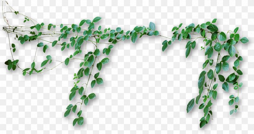 Vine Photography, PNG, 1400x739px, Vine, Branch, Clipping Path, Grass, Ivy Download Free