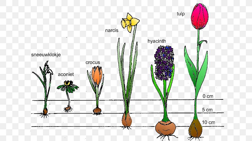 Bulb Bolgewas Tuber Tulip Flower, PNG, 641x458px, Bulb, Bolgewas, Child, Commodity, Drawing Download Free