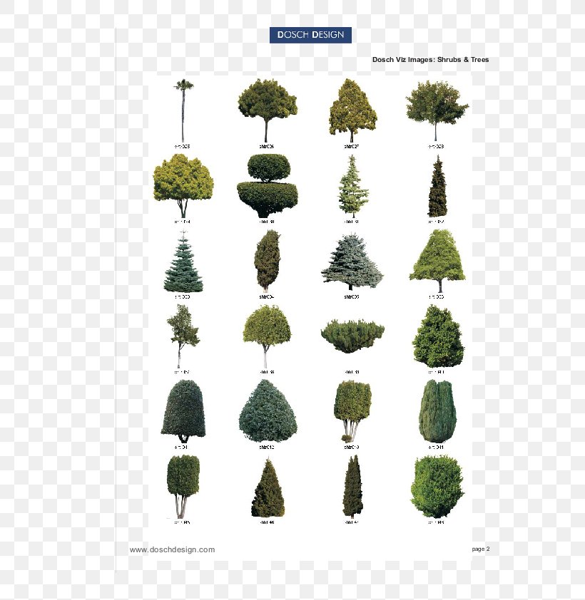 Conifers Shrub Tree Pine Douglas Fir, PNG, 595x842px, 3d Modeling, Conifers, Conifer, Douglas Fir, Douglasfirs Download Free