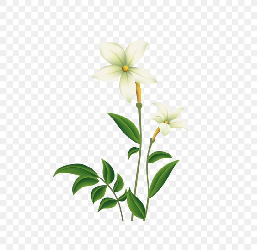 Lilium Flower, PNG, 800x800px, Lilium, Black And White, Branch, Cut Flowers, Flora Download Free