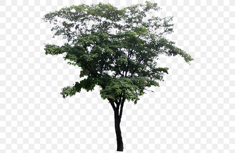 Tree, PNG, 540x532px, Tree, Branch, Drawing, Oak, Pine Download Free