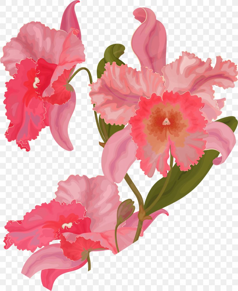 Azalea Mallows Cattleya Orchids Cut Flowers Pink M, PNG, 984x1200px, Azalea, Cattleya, Cattleya Orchids, Cut Flowers, Family Download Free