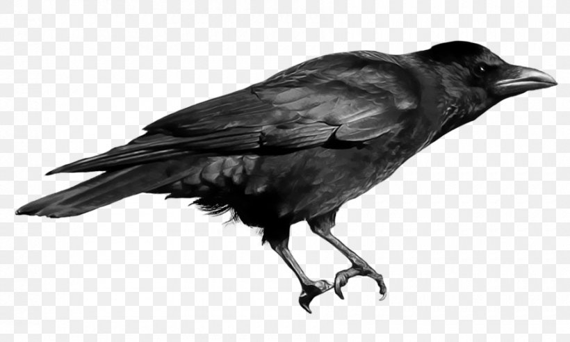Crows Clip Art, PNG, 900x540px, American Crow, Alpha Compositing, Beak, Bird, Black And White Download Free