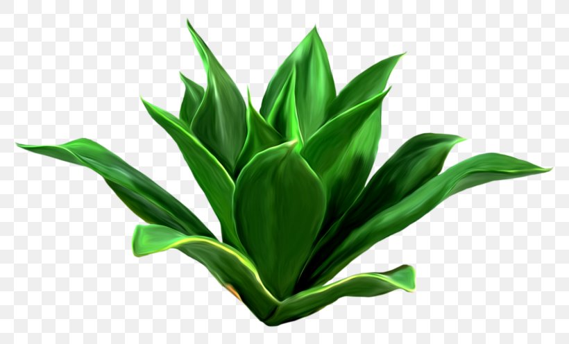 Leaf Download Seagrass Clip Art, PNG, 1845x1116px, 3d Computer Graphics, Leaf, Agave, Algae, Flowerpot Download Free