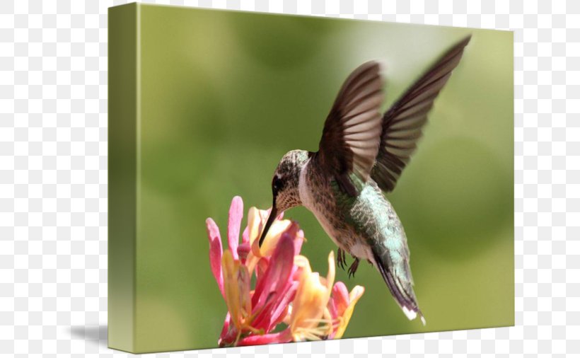 Ruby-throated Hummingbird Honeysuckle Nectar, PNG, 650x506px, Hummingbird, Art, Beak, Bird, Drawing Download Free