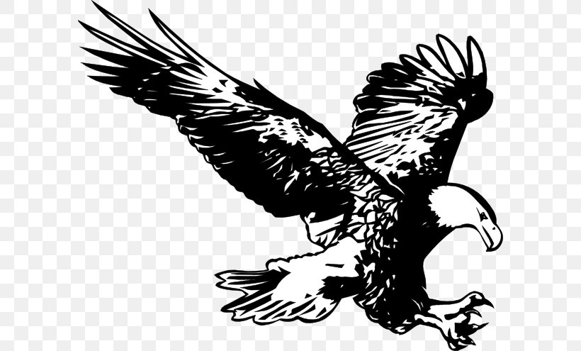Bald Eagle Drawing Line Art Clip Art, PNG, 600x495px, Eagle, Accipitriformes, Art, Bald Eagle, Beak Download Free