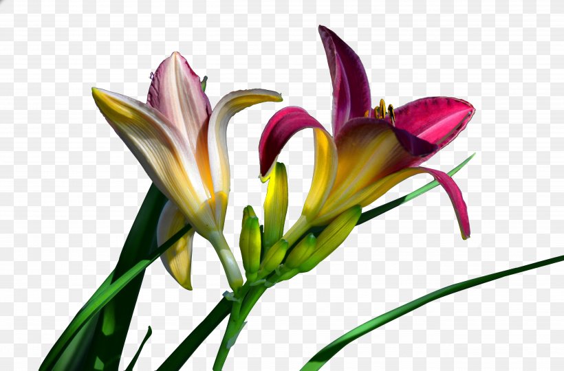 Long Yellow Daylily Lilium Plant, PNG, 5232x3448px, Long Yellow Daylily, Bud, Cut Flowers, Daylily, Flora Download Free