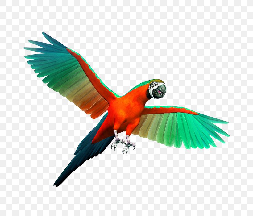 Parrot Birdcage Cockatiel Budgerigar, PNG, 700x700px, Parrot, Beak, Bird, Birdcage, Budgerigar Download Free
