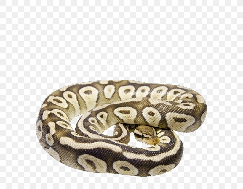 Boa Constrictor Reptile Bee Butter Cake, PNG, 800x639px, Boa Constrictor, Bangle, Bee, Boas, Body Jewelry Download Free