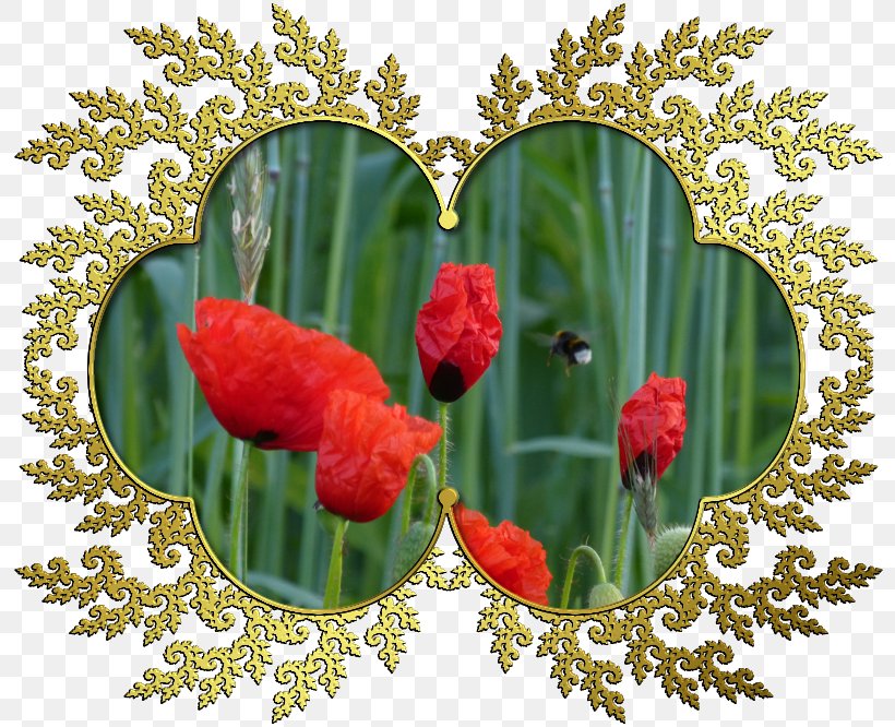 Tulip Still Life Photography Floral Design, PNG, 800x666px, Tulip, Floral Design, Floristry, Flower, Flower Arranging Download Free