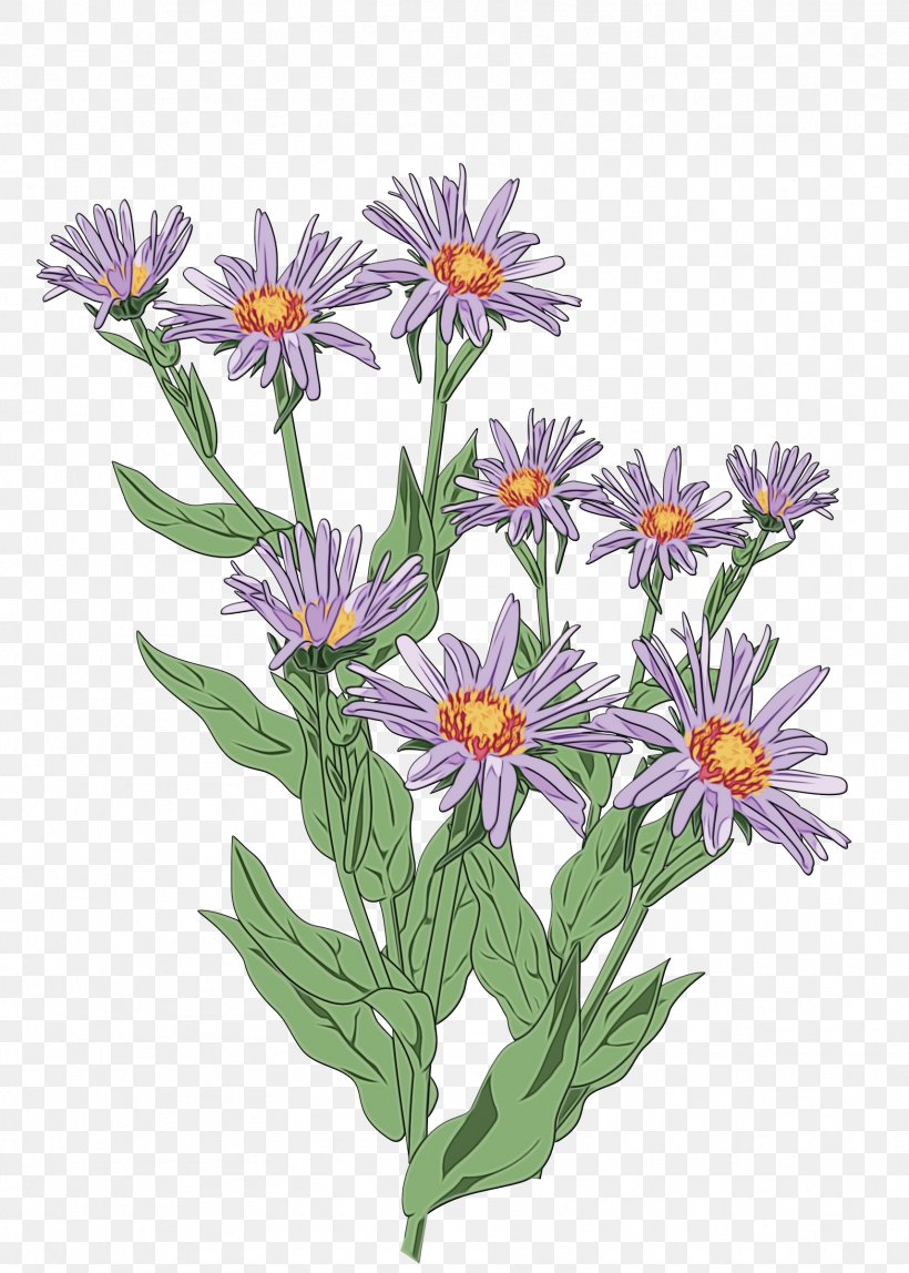 Watercolor Flower Background, PNG, 1714x2400px, Plants, African Daisy, Alpine Aster, Annual Plant, Aster Download Free