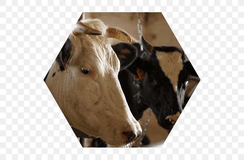 Cattle Lawyer Domina Law Group Pc Llo Property Law, PNG, 540x540px, Cattle, Agricultural Law, Agriculture, Business, Cattle Like Mammal Download Free