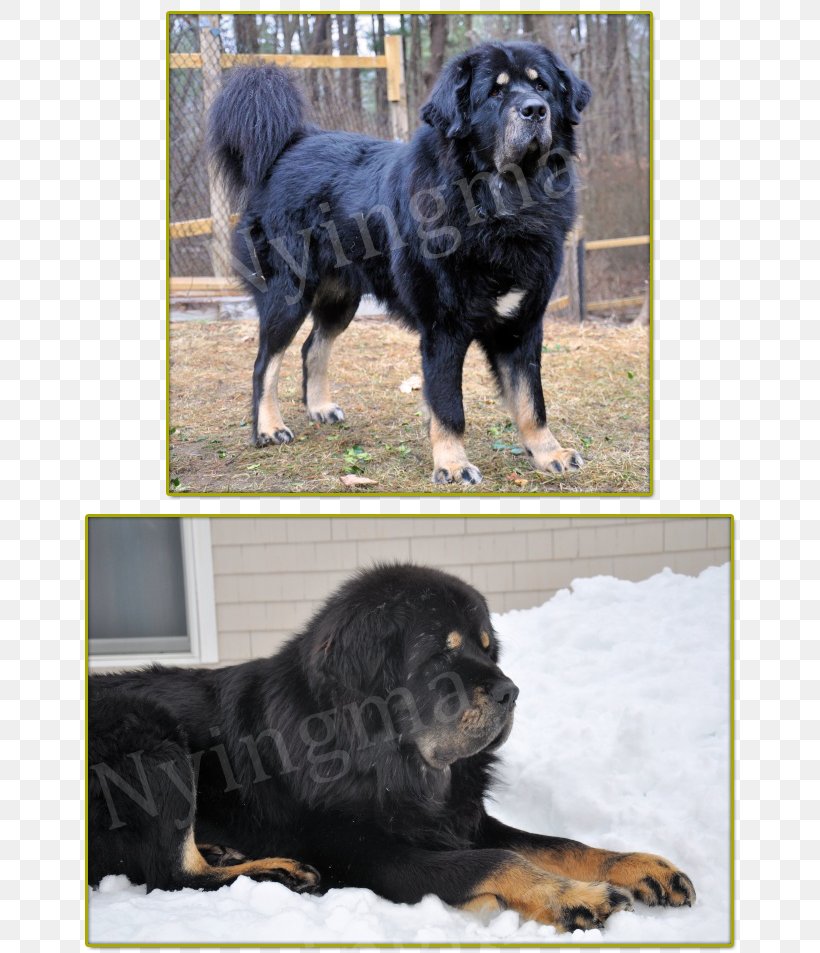 Dog Breed Tibetan Mastiff Gaddi Kutta Newfoundland Dog Hovawart, PNG, 664x953px, Dog Breed, Ancient Dog Breeds, Breed, Carnivoran, Crossbreed Download Free