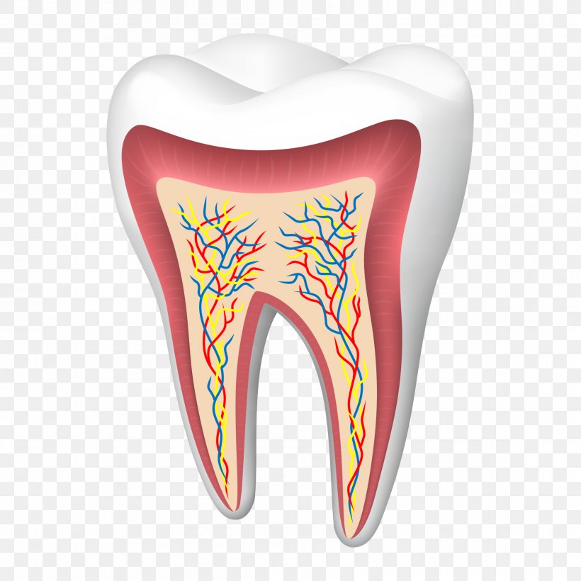 Human Tooth Cracked Tooth Syndrome, PNG, 1800x1800px, Watercolor, Cartoon, Flower, Frame, Heart Download Free