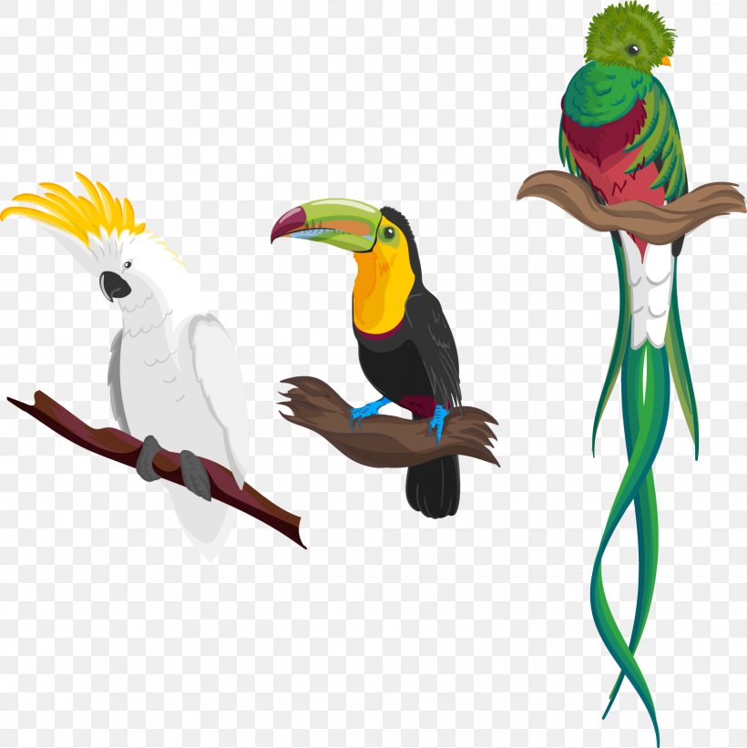 Hummingbird Flight Amazon Parrot Euclidean Vector, PNG, 1626x1629px, Bird, Aile, Amazon Parrot, Animal, Animation Download Free