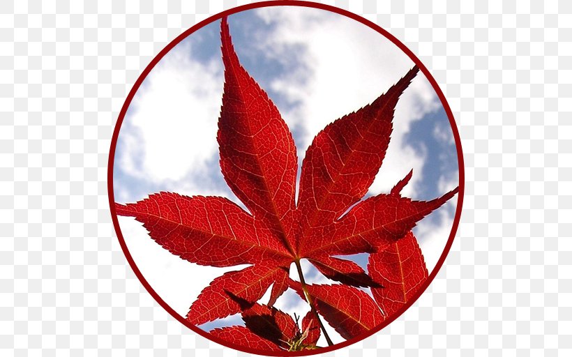 Maple Leaf Live Wallpaper Desktop Wallpaper Android Shiva Motorola Droid, PNG, 512x512px, Android, Leaf, Maple Leaf, Mecca, Mobile Phones Download Free