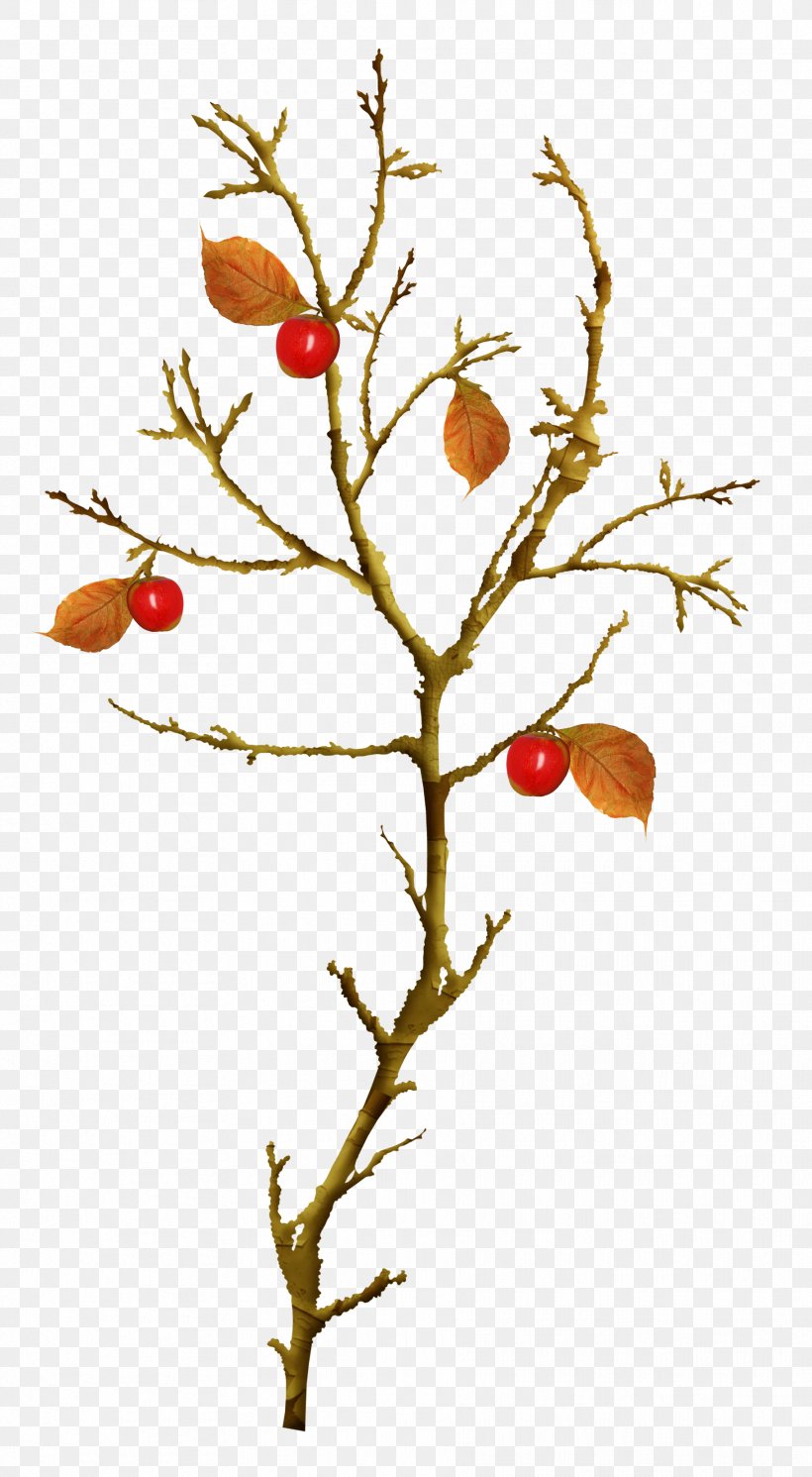 Autumn Leaves Twig Tree Clip Art, PNG, 1822x3314px, Autumn Leaves, Albom, Apple, Autumn, Branch Download Free