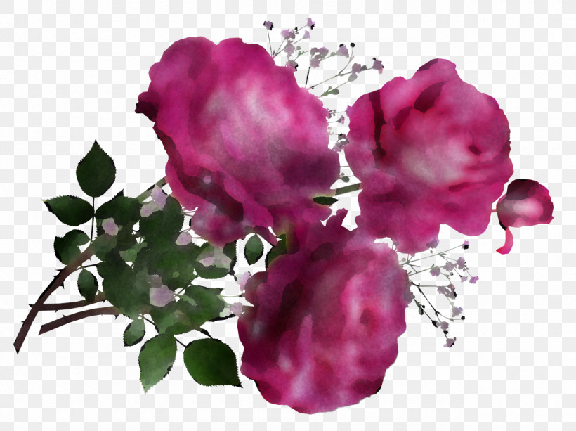 Garden Roses, PNG, 1280x958px, Cabbage Rose, Carnation, Cut Flowers, Floral Design, Floribunda Download Free