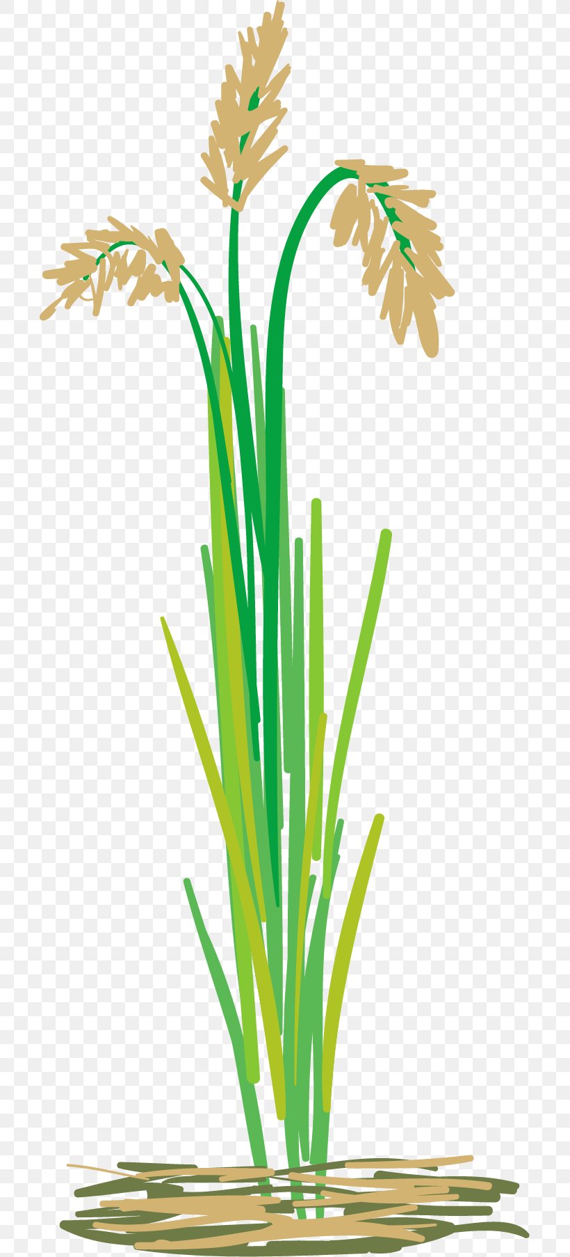 Grasses Oryza Sativa Arable Land, PNG, 705x1806px, Grasses, Agricultural Land, Agriculture, Aquarium Decor, Arable Land Download Free