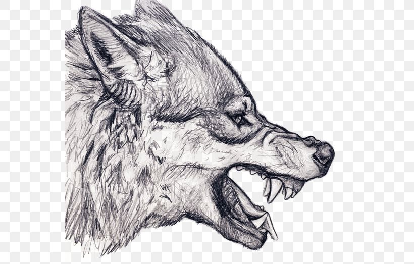 Gray Wolf Drawing Snarl Art Sketch, PNG, 564x523px, Gray Wolf, Art, Artwork, Black And White, Carnivoran Download Free