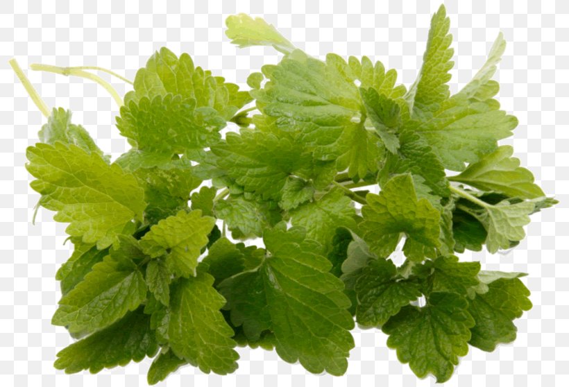 Peppermint Oil Lemon Balm Organic Food Aroma, PNG, 800x558px, Peppermint, Aroma, Breathing, Carrier Oil, Essential Oil Download Free