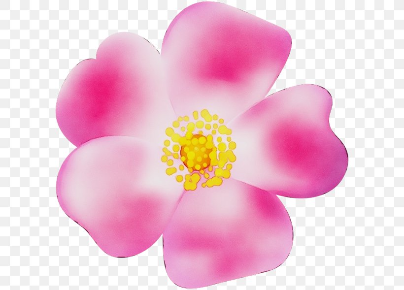 Petal Pink Flower Plant Flowering Plant, PNG, 600x589px, Watercolor, Blossom, Flower, Flowering Plant, Magenta Download Free