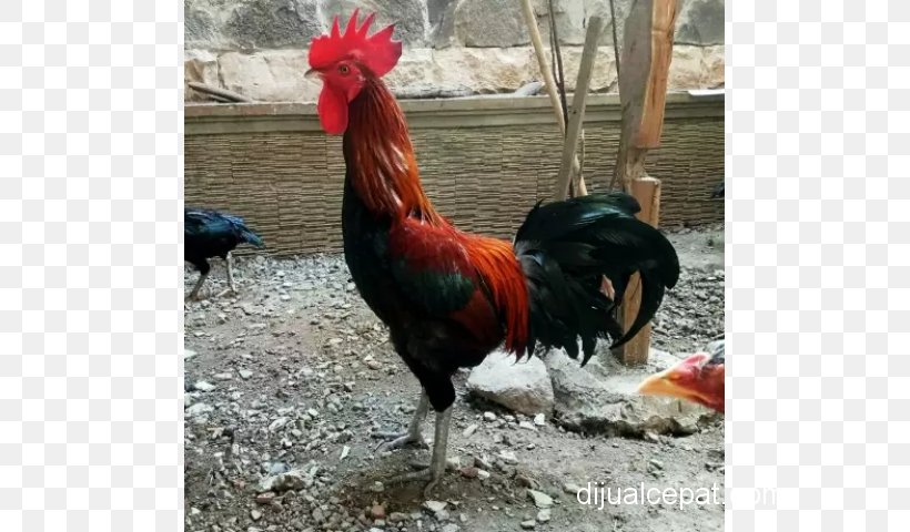 Rooster Ayam Pelung Chicken Nganjuk Regency Animal, PNG, 640x480px, Rooster, Advertising, Animal, Ayam Pelung, Beak Download Free