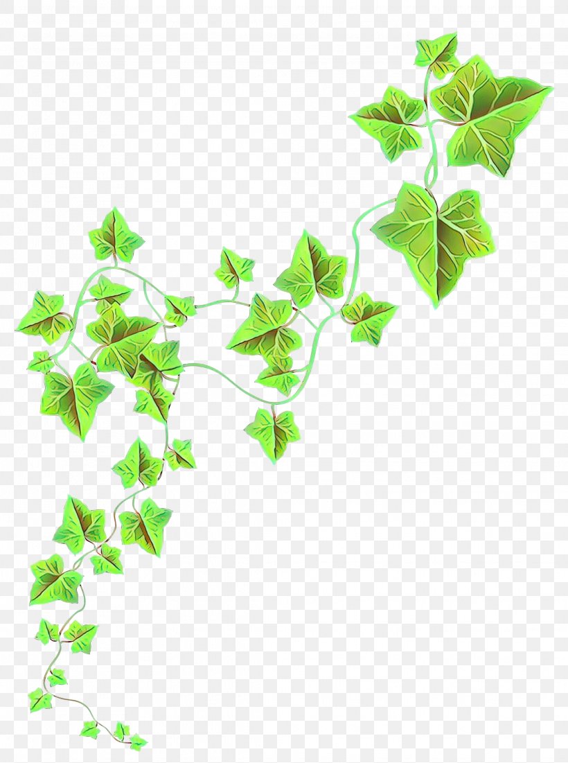 Twig Plant Stem Leaf Plants, PNG, 2234x3000px, Twig, Flower, Green, Ivy, Ivy Family Download Free