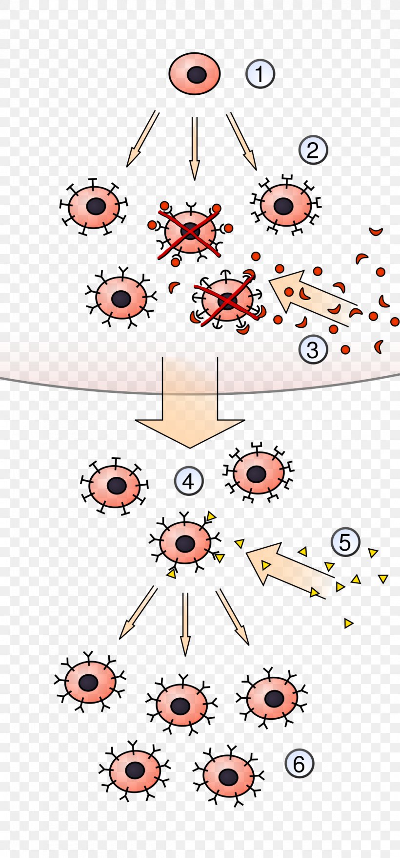 Clonal Selection Algorithm Lymphocyte Antigen Immune System, PNG, 1200x2571px, Watercolor, Cartoon, Flower, Frame, Heart Download Free
